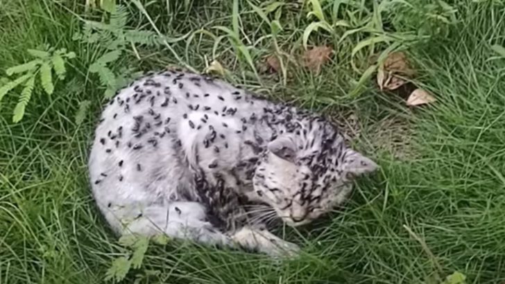 Lifeless Cat Covered In Flies Fights For A New Chance In Life