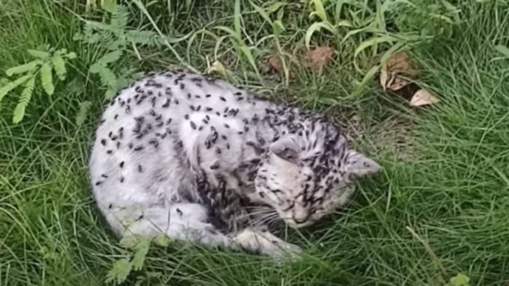 Woman Spots A Cat Curled Up On The Grass, Covered In Flies And Struggling To Survive