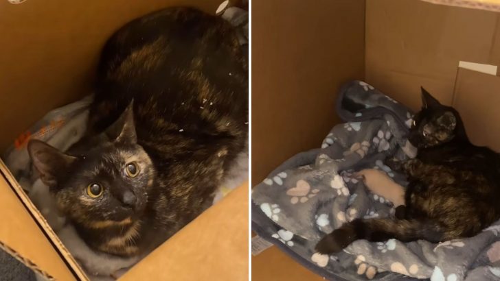 Mama Cat And Her Kitten Find A Loving Forever Home After Battling To Survive On The Streets