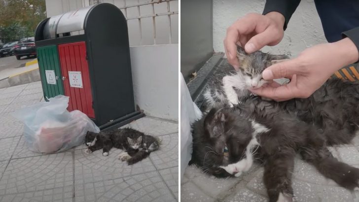 Mama Cat And Her Kitten Find Hope After Struggling To Survive On The Streets For So Long