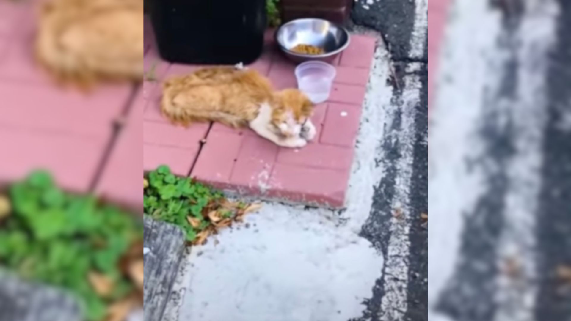 Cat in backyard