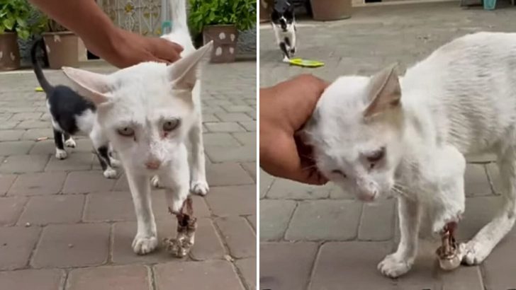 Man Couldn’t Believe How This Stray Cat Endured The Pain From His Severely Injured Paw