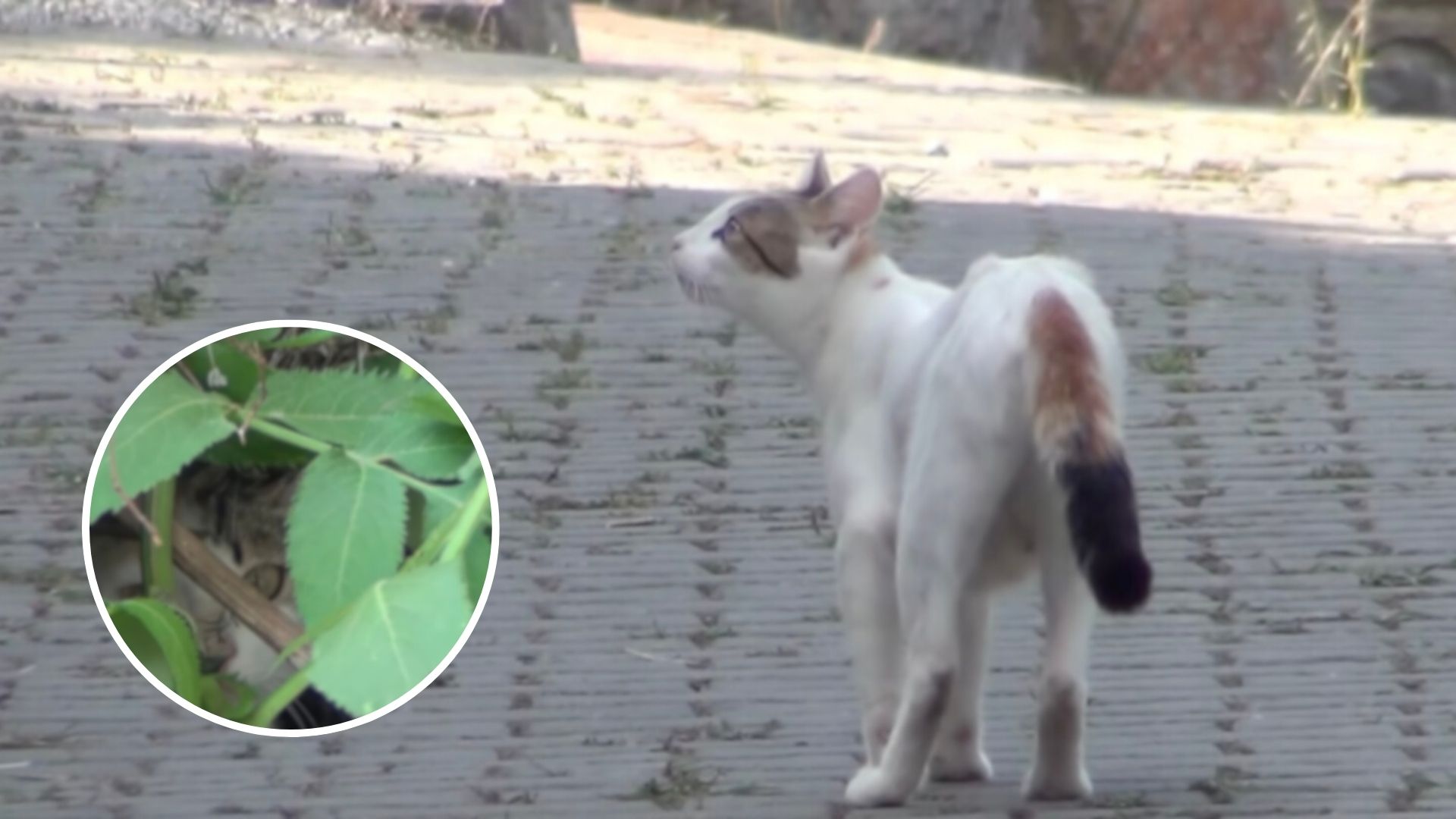 man follows stray cat