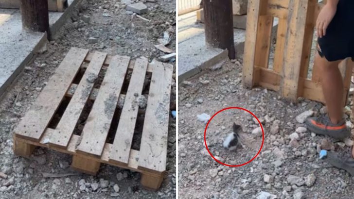 Man Makes A Shocking Discovery After Hearing Strange Sounds Coming From Under A Wooden Pallet