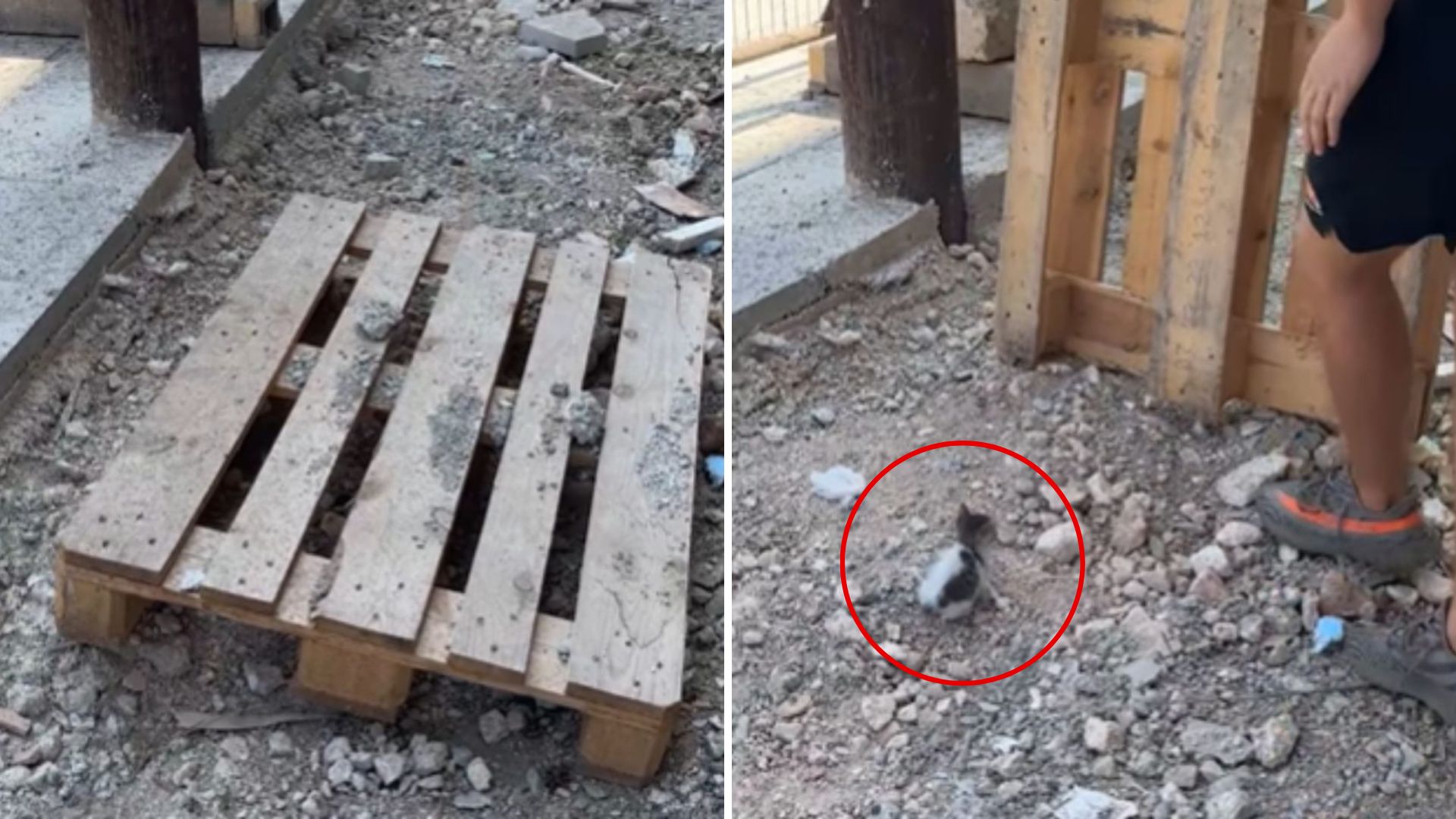 kitten under a wooden pallet