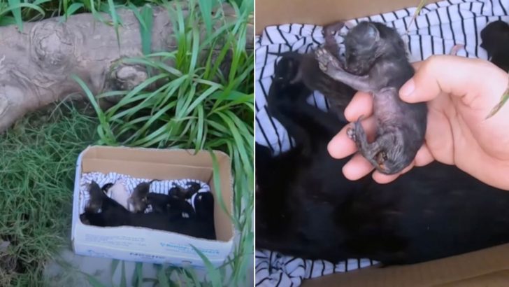 Man Saves Newborn Kittens After Their Mom Passed Away And Documents Their Journey