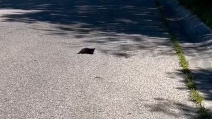 Man Thought What He Saw Was Just A Black Spot On The Road Until It Started Crying