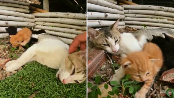 Man’s Heart Breaks When He Stumbles Upon A Poisoned Mother Cat Of Three Kittens