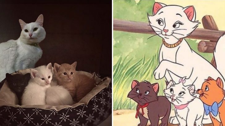 Meet The Real-Life Cat Family That Can Pass For Disney’s Aristocats