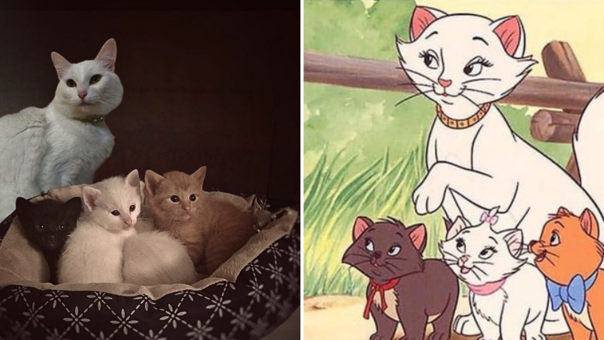 real life aristocats