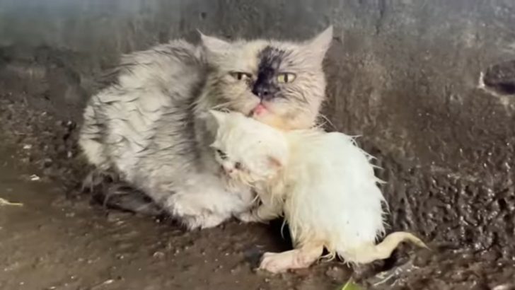 Mother Cat And Her Kitten Left Without A Shelter During Heavy Rainfall