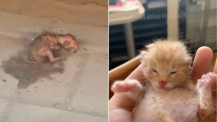 Newborn Ginger Kitten Abandoned On The Sidewalk Gets A Second Chance At Life