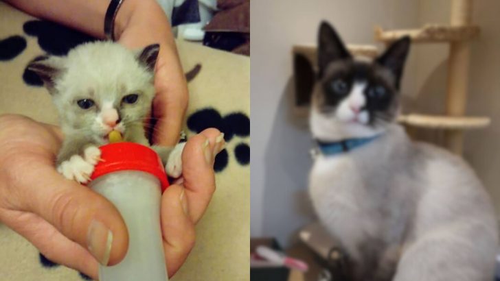 Newborn Kitten Survives Against All Odds And Now Inspires Others At The Animal Shelter