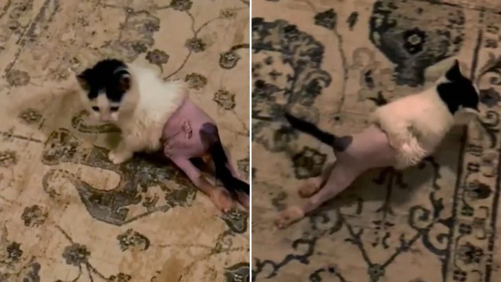 No One Believed This Abused Kitten With Leg Fractures Would Walk Again