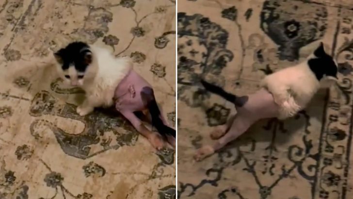 No One Thought This Paralyzed Kitten Would Ever Walk Again But Then A Miracle Happened