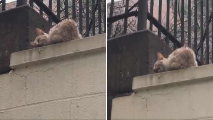 Tiny Kitten Curled Up On Bronx Ledge In Urgent Need Of Rescue But No One Stops To Help