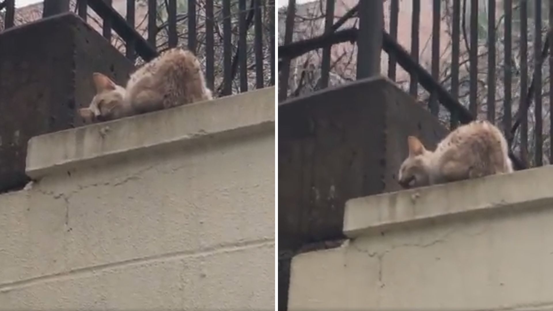 orange kitten in need