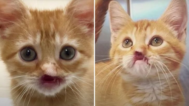 Noseless Kitten Discovered Near Dumpster Finds A Loving Home After Being Rejected His Whole Life