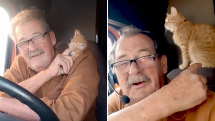 Old Trucker Nurses Abandoned Kitten Back To Health And Transforms Him Into A Purrfect CoDriver