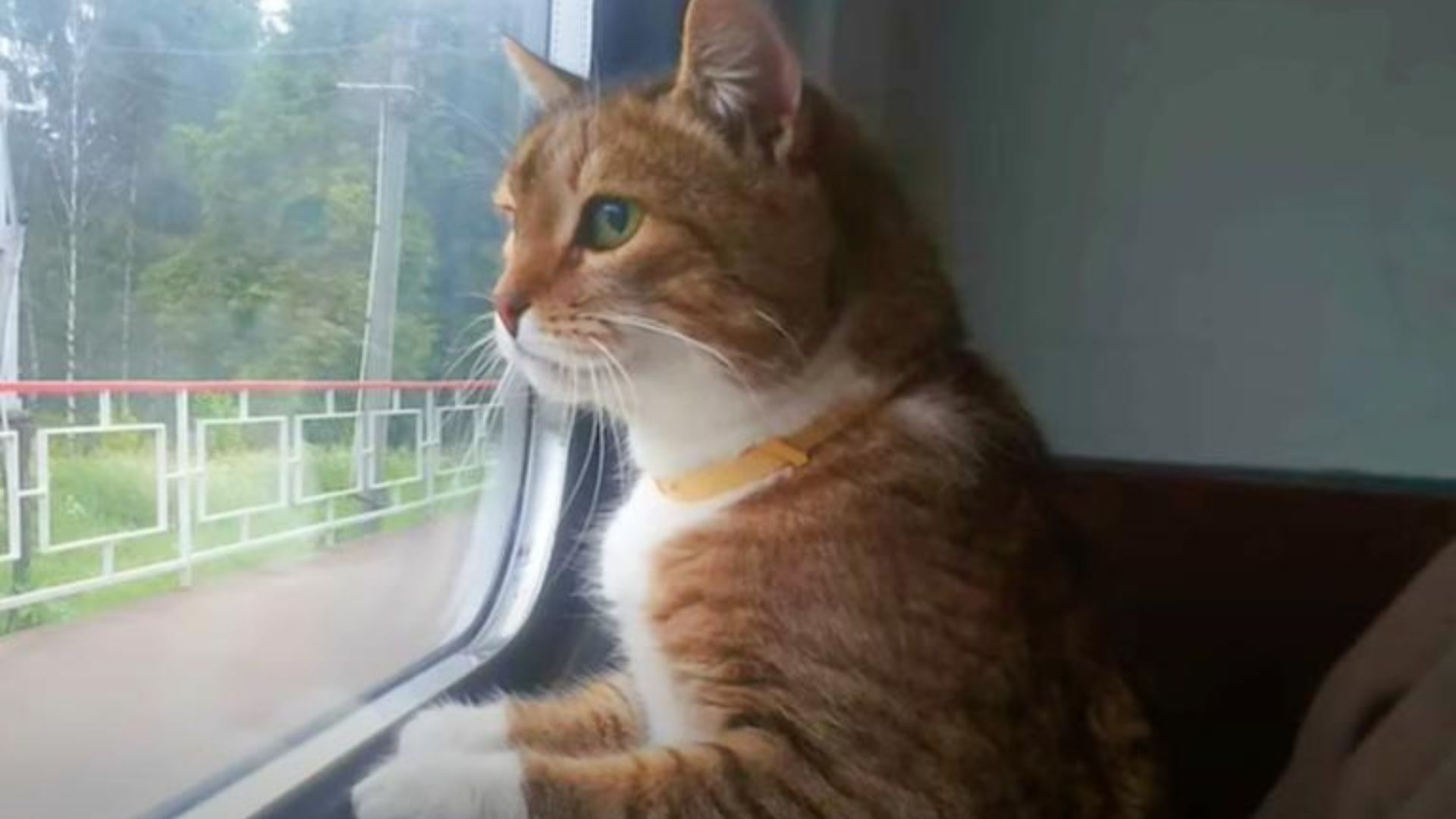 abandoned cat on a train