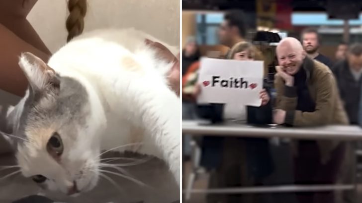Paralyzed Cat Defies Euthanasia And Travels A Thousand Miles To Meet Her New Parents