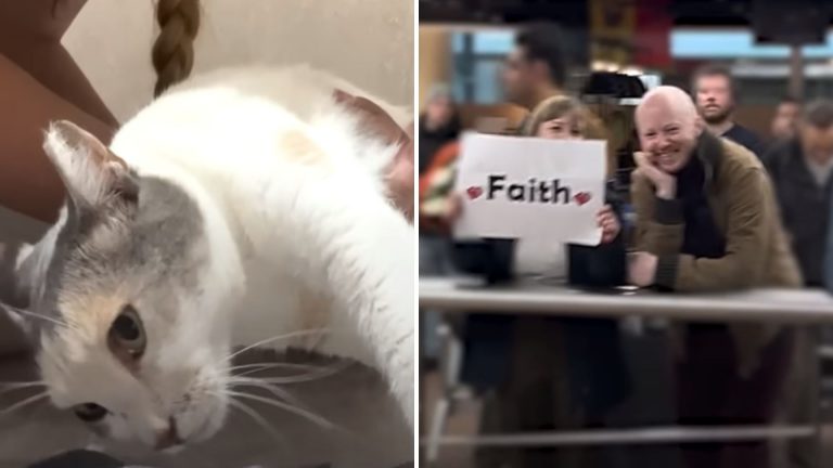 paralyzed cat defies euthanasia