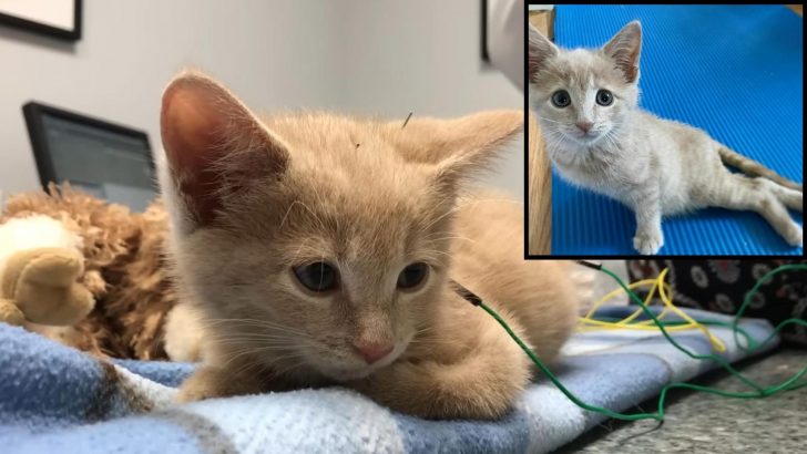 Paralyzed Kitten Surprises Everyone With The Results Of Her First Acupuncture Treatment