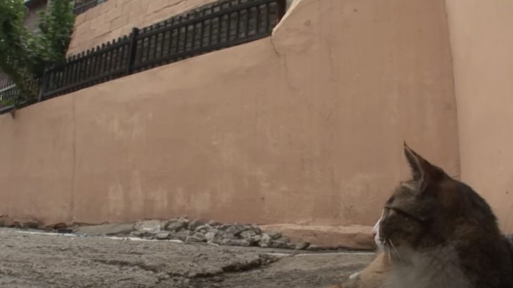 People Followed A Random Cat To A Huge Wall And Heard Faint Cries Coming From It