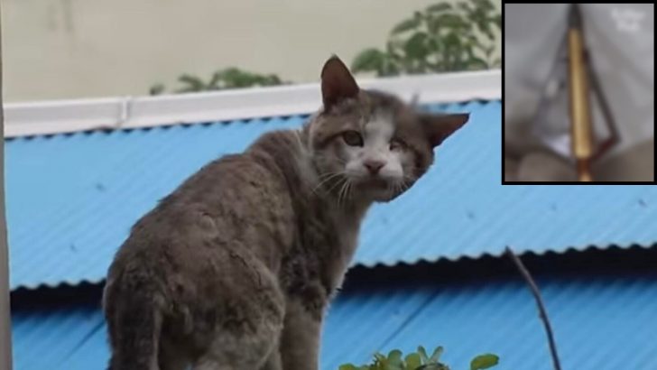 People Thought This Cat Had A Nail Hammered To Her Head, But It Turned Out To Be Something Else