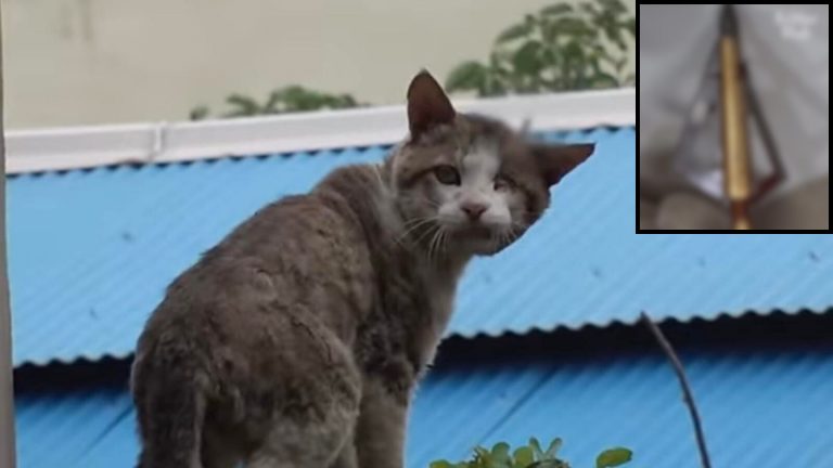 cat with arrow in head