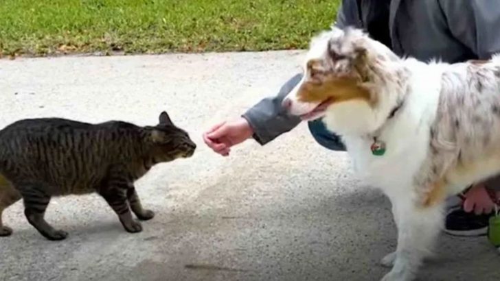 Pet Dog Rescues A Stray Cat And The Two Of Them Completely Change Their Owners’ Life