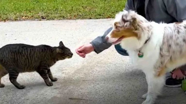 dog rescues a stray cat