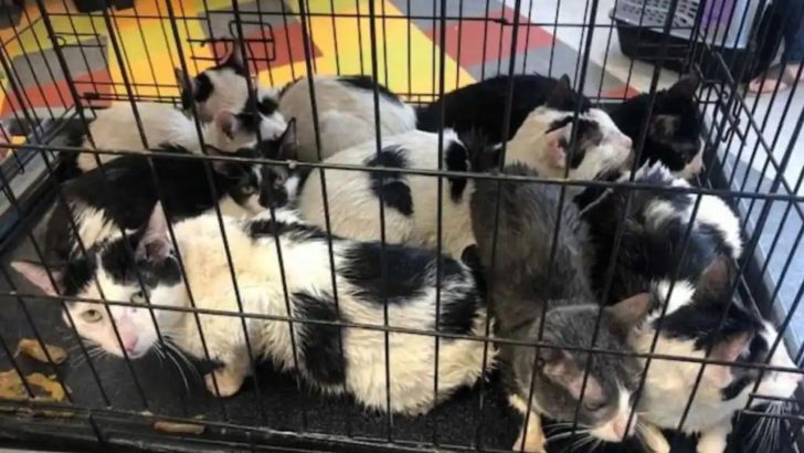 Philadelphia Contractor Rescues 16 Cats In 8 Hours From The Most Unexpected Place