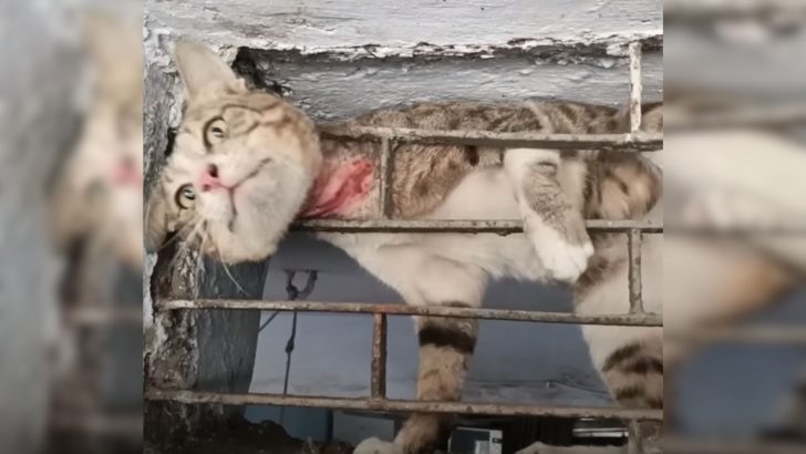 Poor Cat Stuck In Metal Bars Fought Desperately Until A Kind Person Heard His Cries