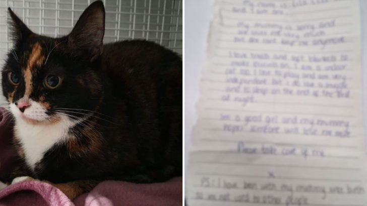 Poor Cat Was Found With A Heartbreaking Note On Her Neck But Then Something Amazing Happened