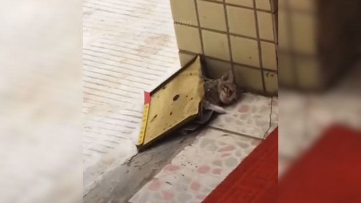 Poor Kitten Got Stuck In A Glue Trap And His Mama Thought Of The Most Heartwarming Solution
