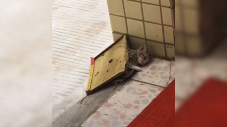 kitten stuck in a glue trap