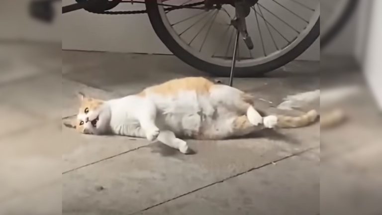 pregnant cat on the ground