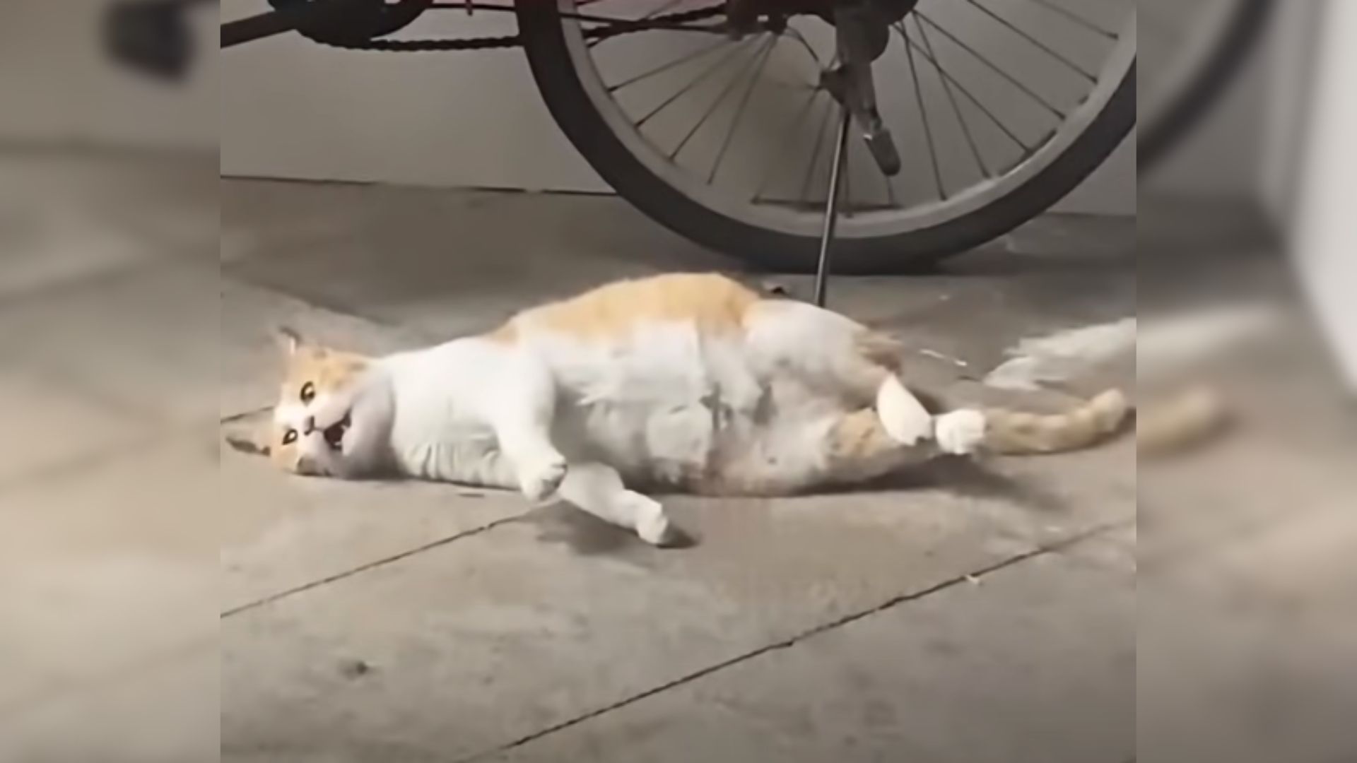 pregnant cat on the ground