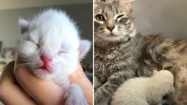 Pregnant Kitten Left At The Shelter Finds Love And Comfort In Foster Care 