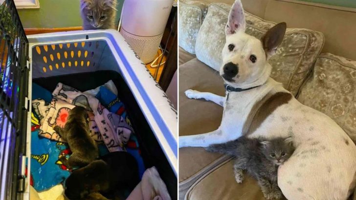 Rescued Kitten Fearlessly Fosters Dogs Of All Sizes In Her New Home