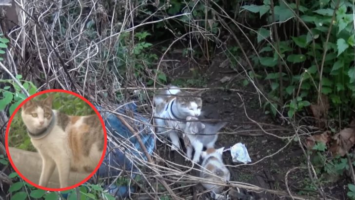 Rescuers Spend Days To Save A Mama Cat With An Iron Hoop Around Her Neck