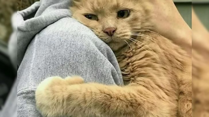 Senior Cat Finally Reunited With His Human After Missing For A Whopping 7 Years