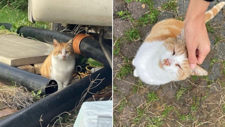 Senior Stray Cat Decides To Trust Rescuers And It Changes His Life