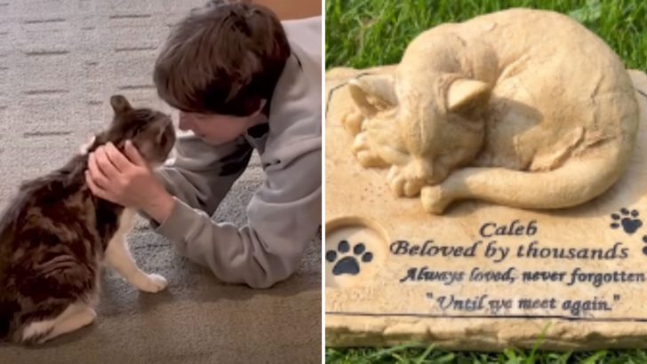 Senior Stray Cat Found In A Trash Can Finally Finds Love And Gets His Last Wish Fulfilled