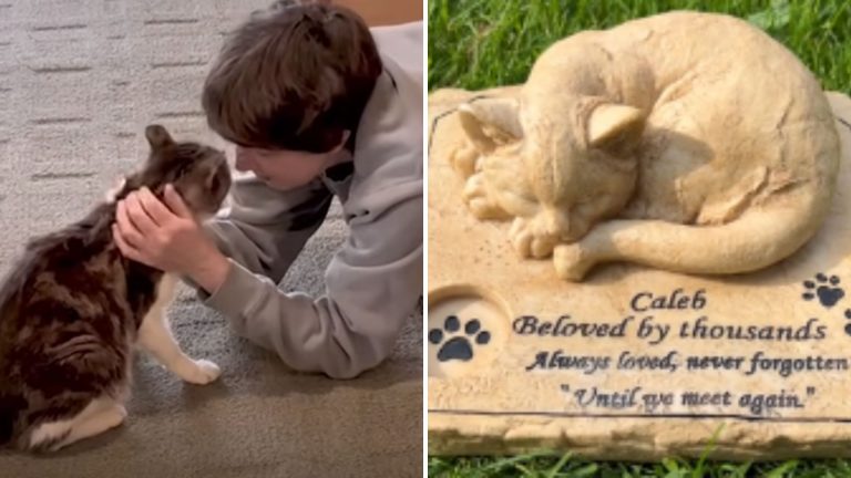 senior stray cat found in trash