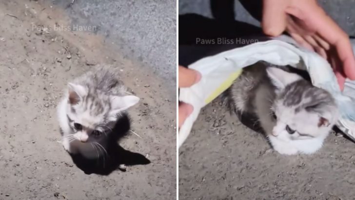 Shivering Kitten Abandoned On The Street Finds A Loving Home Thanks To A Kind Stranger