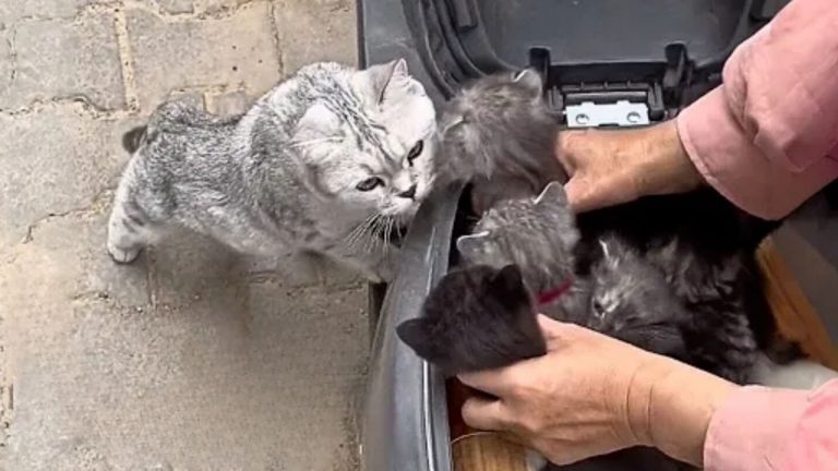 disabled cat and its kittens