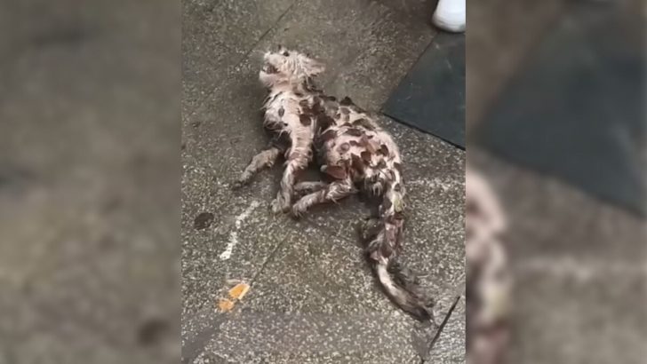 Sick Cat Crawls From The Bushes, Soaked And Covered In Leaves, And Collapses On The Road