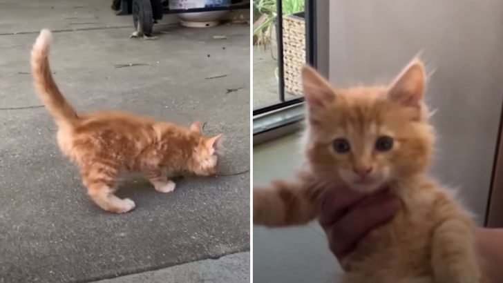 Sick Stray Kitten Finds His Forever Home And A Loyal Golden Protector, Forming An Unbreakable Bond